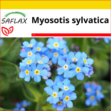 SAFLAX Anzucht Set - Vergißmeinnicht - Myosotis - 150 Samen