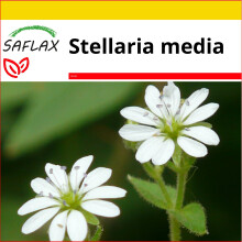 SAFLAX Anzucht Set - Vogelmiere - Stellaria - 1000 Samen