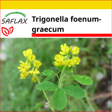 SAFLAX Anzucht Set - Bockshornklee - Trigonella - 100 Samen