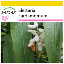 SAFLAX Anzucht Set - Kardamom - Elettaria - 20 Samen
