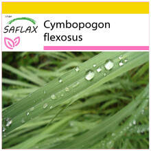 SAFLAX Anzucht Set - Zitronengras - Cymbopogon - 50 Samen