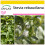 SAFLAX Anzucht Set - Stevia - Stevia - 100 Samen 1