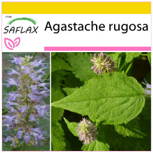 SAFLAX Anzucht Set - Koreanische Minze - Agastache - 1200 Samen