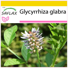 SAFLAX Anzucht Set - Süßholz - Glycyrrhiza - 30 Samen