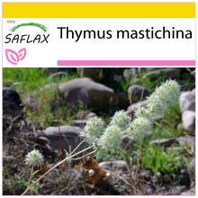 SAFLAX Anzucht Set - Spanischer Majoran - Thymus - 250 Samen