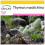 SAFLAX Anzucht Set - Spanischer Majoran - Thymus - 250 Samen 1