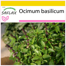 SAFLAX Anzucht Set - Thai - Basilikum - Ocimum - 200 Samen