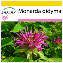 SAFLAX Anzucht Set - Goldmelisse - Monarda - 20 Samen
