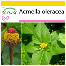 SAFLAX Anzucht Set - Parakresse - Acmella - 500 Samen