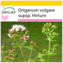 SAFLAX Anzucht Set - Griechischer Oregano - Origanum - 600 Samen
