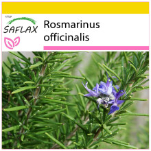 SAFLAX Anzucht Set - Rosmarin - Rosmarinus - 100 Samen