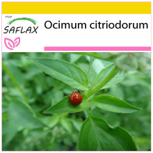 SAFLAX Anzucht Set - Limonen-Basilikum - Ocimum - 200 Samen