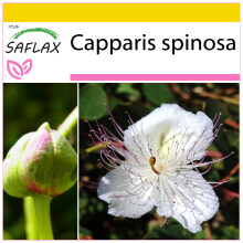 SAFLAX Anzucht Set - Kapernstrauch - Capparis - 25 Samen