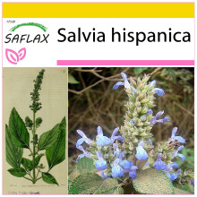 SAFLAX Anzucht Set - Mexikanische Chia - Salvia - 500 Samen