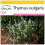 SAFLAX Anzucht Set - Thymian - Thymus - 200 Samen 1
