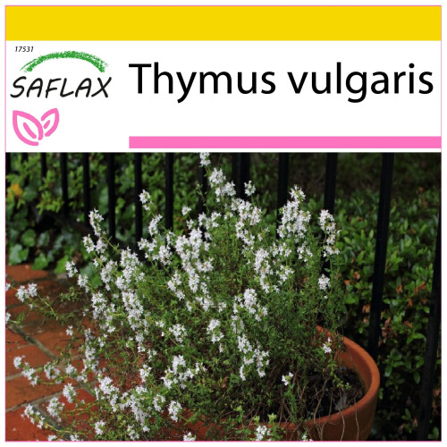 SAFLAX Anzucht Set - Thymian - Thymus - 200 Samen