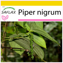 SAFLAX Anzucht Set - Pfeffer - Piper - 20 Samen