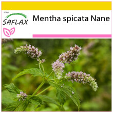 SAFLAX Anzucht Set - Mexikanische Minze - Mentha - 500 Samen