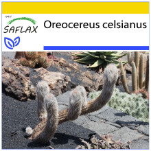 SAFLAX Anzucht Set - Alter Mann der Anden - Oreocereus - 40 Samen