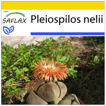 SAFLAX Anzucht Set - Lebender Granit - Pleiospilos - 40 Samen