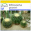 SAFLAX Anzucht Set - Schwiegermutterstuhl - Echinocactus - 40 Samen 1