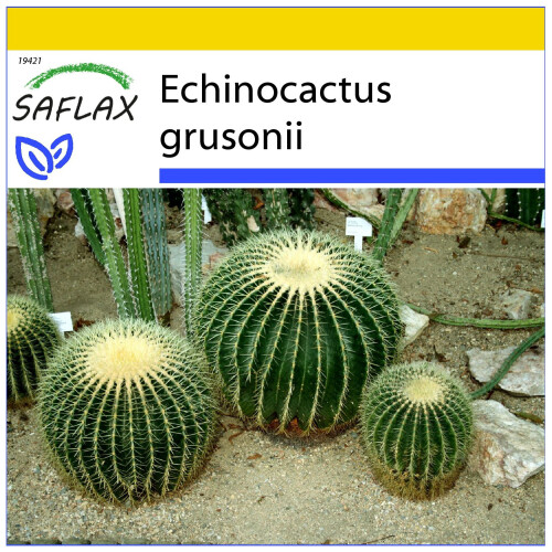 SAFLAX Anzucht Set - Schwiegermutterstuhl - Echinocactus - 40 Samen