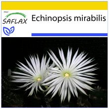 SAFLAX - Ensemble de culture - Fleur de la prière - 40 graines - Avec mini serre, substrat de culture et 2 pots - Echinopsis mirabilis