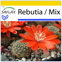 SAFLAX - Ensemble de culture - Cactus nain argentin - 40 graines - Avec mini serre, substrat de culture et 2 pots - Rebutia / Mix