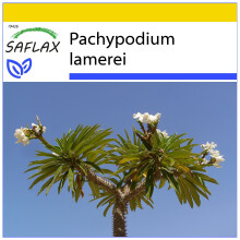 SAFLAX Anzucht Set - Madagascarpalme - Pachypodium - 10 Samen