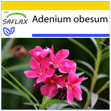 SAFLAX Anzucht Set - Wüstenrose - Adenium - 8 Samen