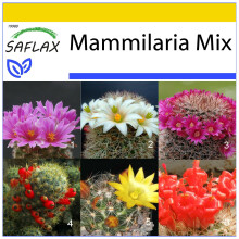 SAFLAX - Ensemble de culture - Mélange de Mammillaria - 40 graines - Avec mini serre, substrat de culture et 2 pots - Mammilaria Mix