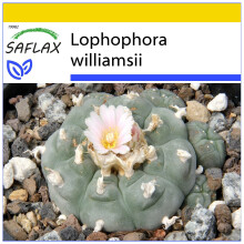 SAFLAX Anzucht Set - Peyotl Kaktus - Lophophora - 20 Samen