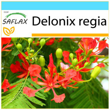 SAFLAX Geschenk Set - Flammenbaum - Delonix - 6 Samen