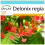 SAFLAX Geschenk Set - Flammenbaum - Delonix - 6 Samen 1