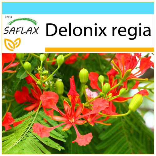 SAFLAX Geschenk Set - Flammenbaum - Delonix - 6 Samen