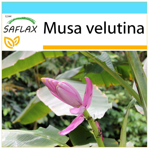 SAFLAX Geschenk Set - Kenia-Banane - Musa - 8 Samen