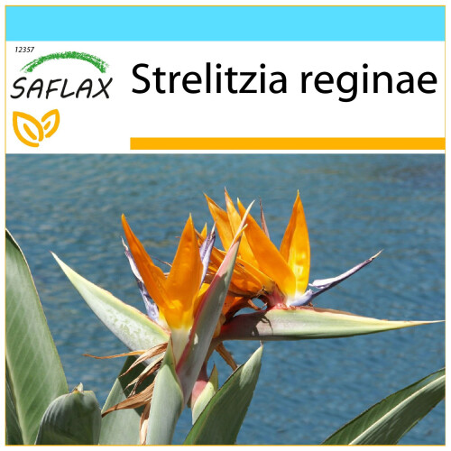 SAFLAX Geschenk Set - Paradiesvogelblume - Strelitzia - 5 Samen