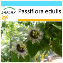 SAFLAX Geschenk Set - Purpurgranadilla - Passiflora - 40 Samen