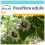 SAFLAX Geschenk Set - Purpurgranadilla - Passiflora - 40 Samen 1