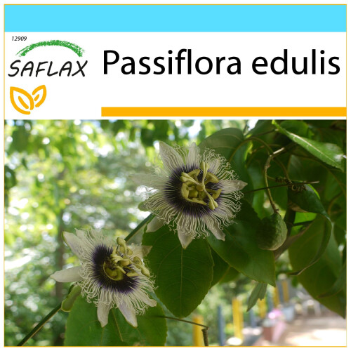 SAFLAX Geschenk Set - Purpurgranadilla - Passiflora - 40 Samen