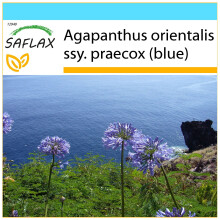 SAFLAX Geschenk Set - Schmucklilie - Agapanthus - 50 Samen
