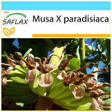 SAFLAX Geschenk Set - Große Essbanane - Musa - 10 Samen
