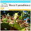 SAFLAX Geschenk Set - Große Essbanane - Musa - 10 Samen 1