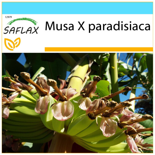 SAFLAX Geschenk Set - Große Essbanane - Musa - 10 Samen