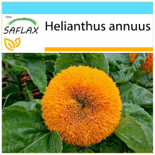 SAFLAX Geschenk Set - Sonnenblume Puschel - Helianthus - 40 Samen