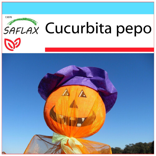 SAFLAX Geschenk Set - Laternenkürbis - Cucurbita - 10 Samen