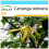 SAFLAX Geschenk Set - Parfumbaum - Cananga - 10 Samen 1