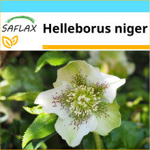 SAFLAX Geschenk Set - Weiße Christrose - Helleborus - 6 Samen