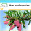 SAFLAX Geschenk Set - Nordmanntanne - Abies - 20 Samen 1