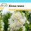 SAFLAX Geschenk Set - Weiße Stockrose - Alcea - 100 Samen 1